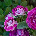 cosmic clouds rose plant.